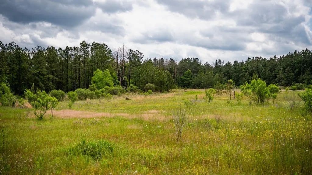 Crosby, MS Hunting Land by Homochitto National Forest in Crosby, Mississippi - photo 12