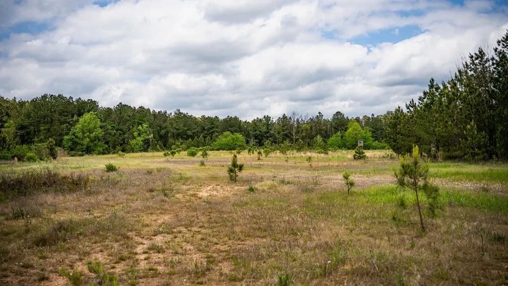 Crosby, MS Hunting Land by Homochitto National Forest in Crosby, Mississippi - photo 13