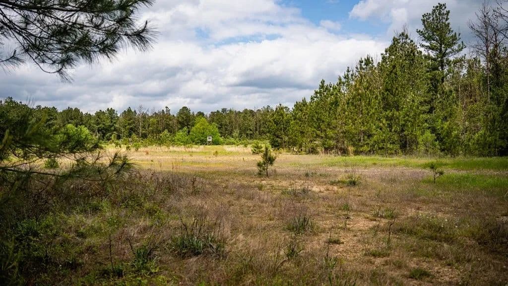 Crosby, MS Hunting Land by Homochitto National Forest in Crosby, Mississippi - photo 14