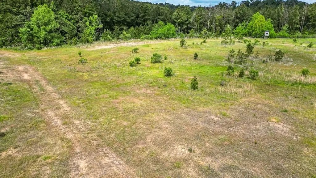 Crosby, MS Hunting Land by Homochitto National Forest in Crosby, Mississippi - photo 3