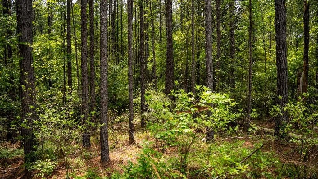 Crosby, MS Hunting Land by Homochitto National Forest in Crosby, Mississippi - photo 9