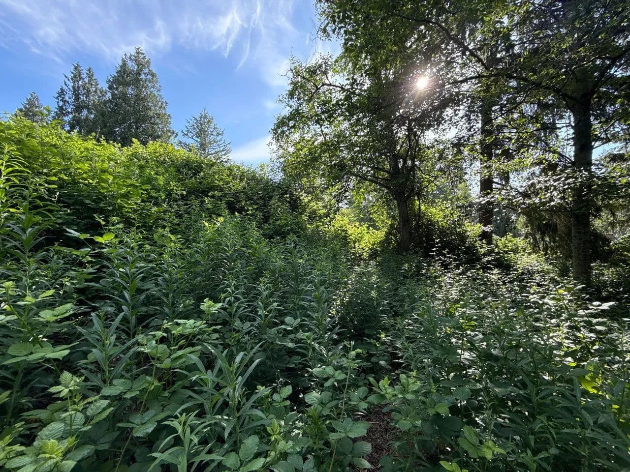0.220 acres in Lake Stevens - land for sale