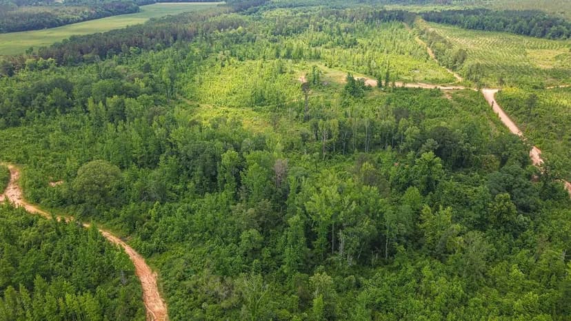 Hunting property in Wesbster county MS