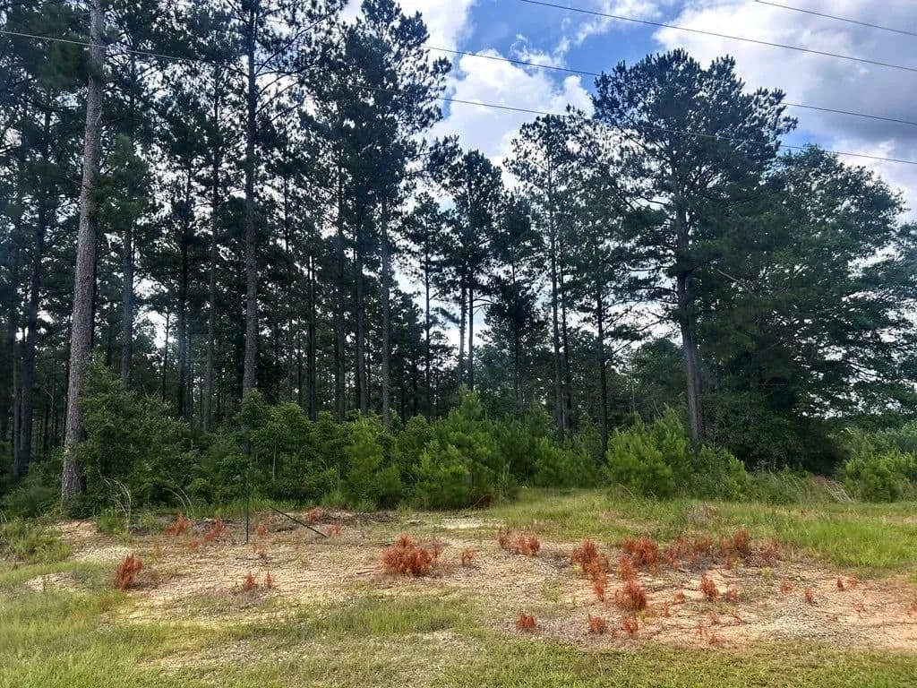 The Big Woods Neighborhood in Hattiesburg MS in Hattiesburg, Mississippi - photo 14