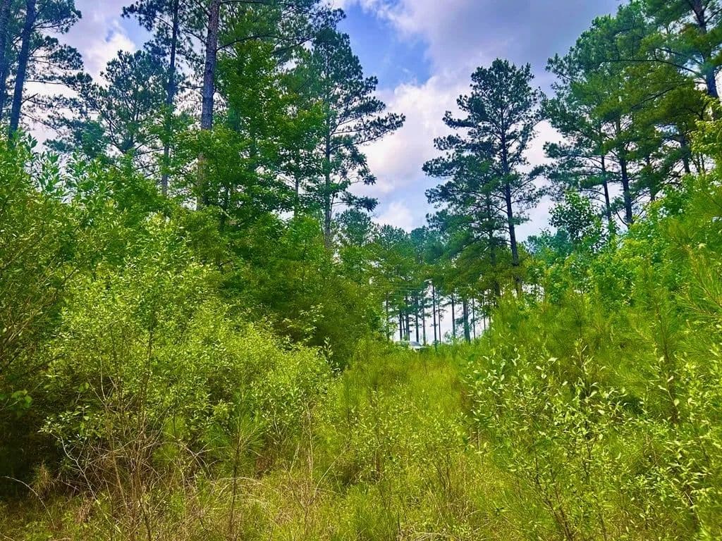 The Big Woods Neighborhood in Hattiesburg MS in Hattiesburg, Mississippi - photo 11