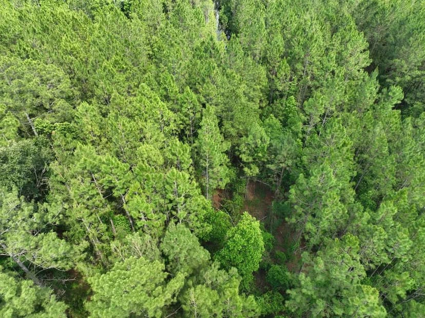 20 Ac +/- Recreational Timberland for Sale in Wayne County, GA