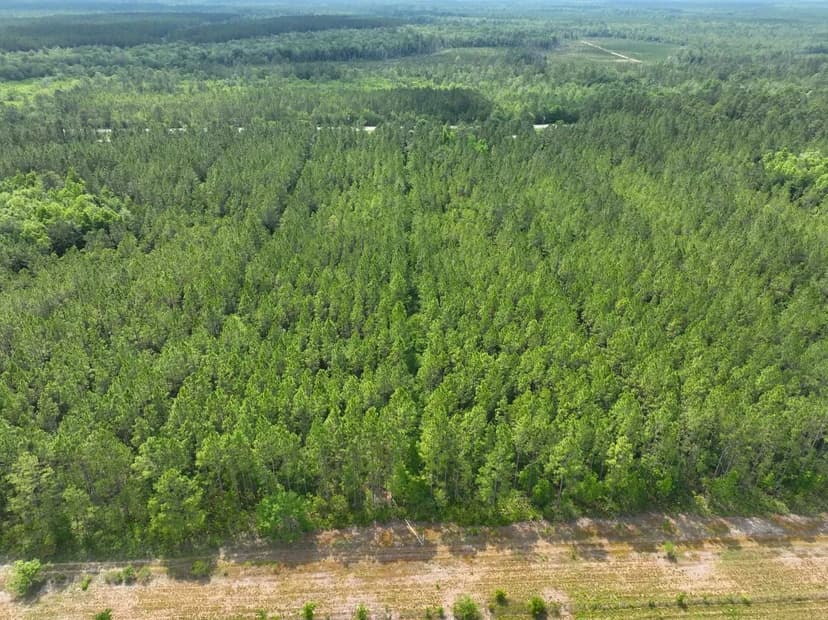 27 Ac +/- Recreational Timberland for Sale in Wayne County, GA