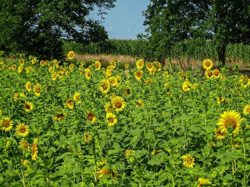 Self-Sufficient Farm with Home, Shop & Infrastructure – 16.7 Acres