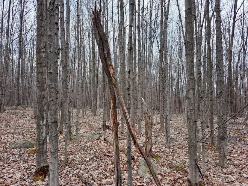 Altona Bucks and Birds