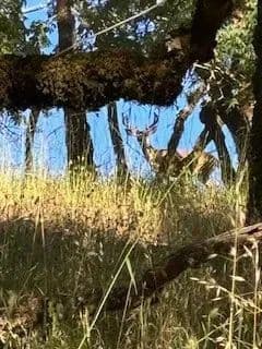 Lake Sonoma Ranch & Workshop