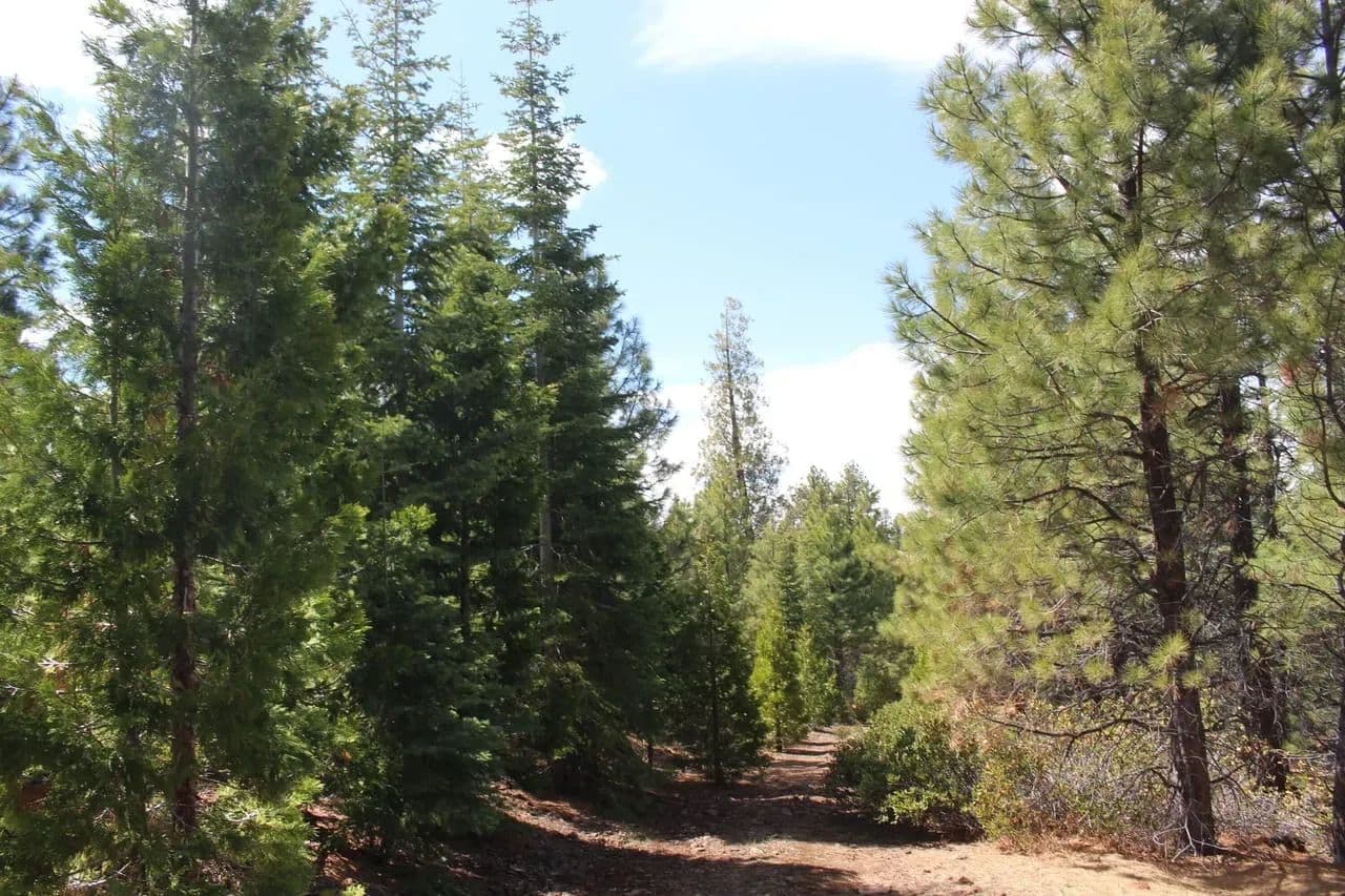 Tower Spring Acres in Bly, Oregon - photo 6
