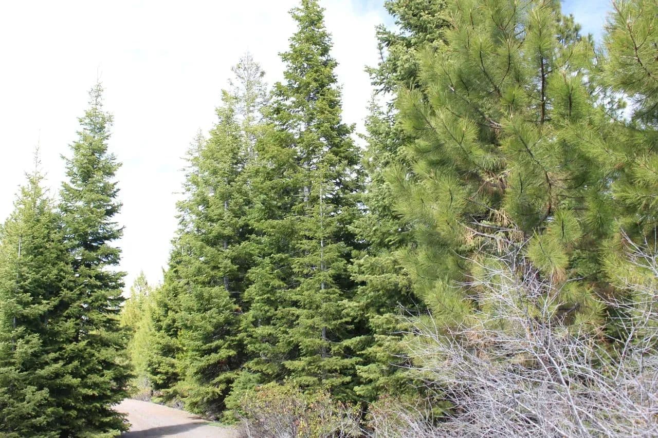 Tower Spring Acres in Bly, Oregon - photo 4