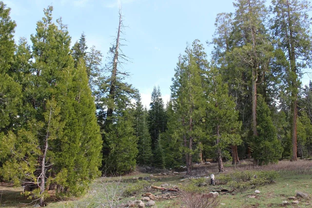 Tower Spring Acres in Bly, Oregon - photo 3