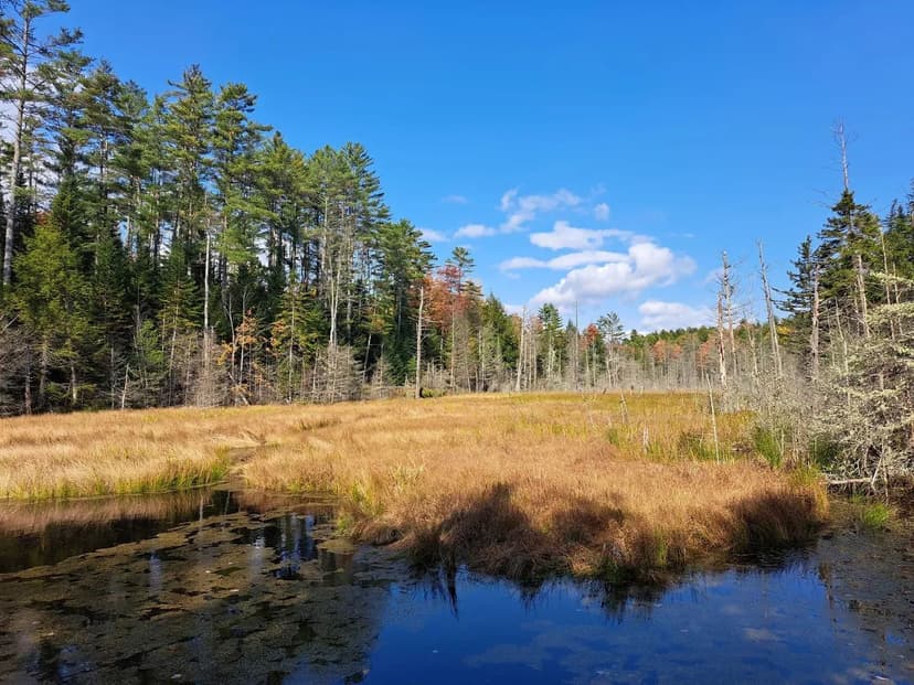 Potter Brook Timberlands
