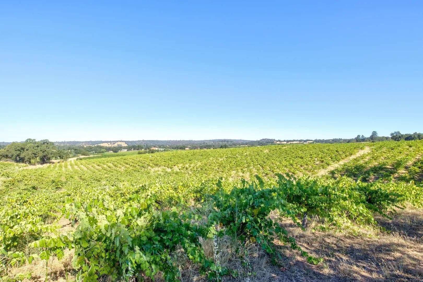 Henry's Vineyard in Plymouth, California - photo 2