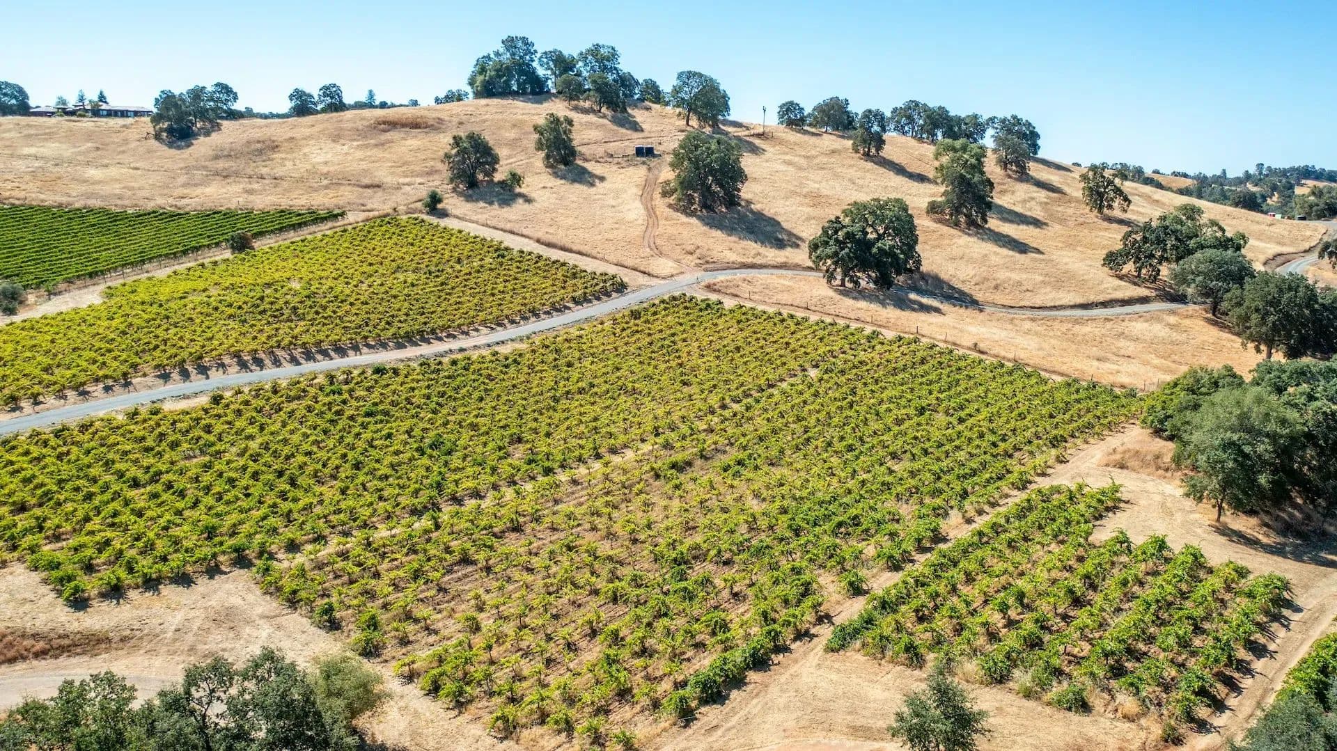 Henry's Vineyard in Plymouth, California - photo 16