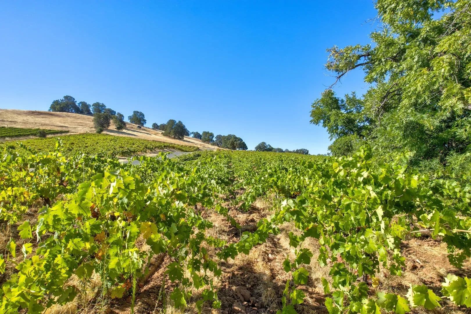 Henry's Vineyard in Plymouth, California - photo 11