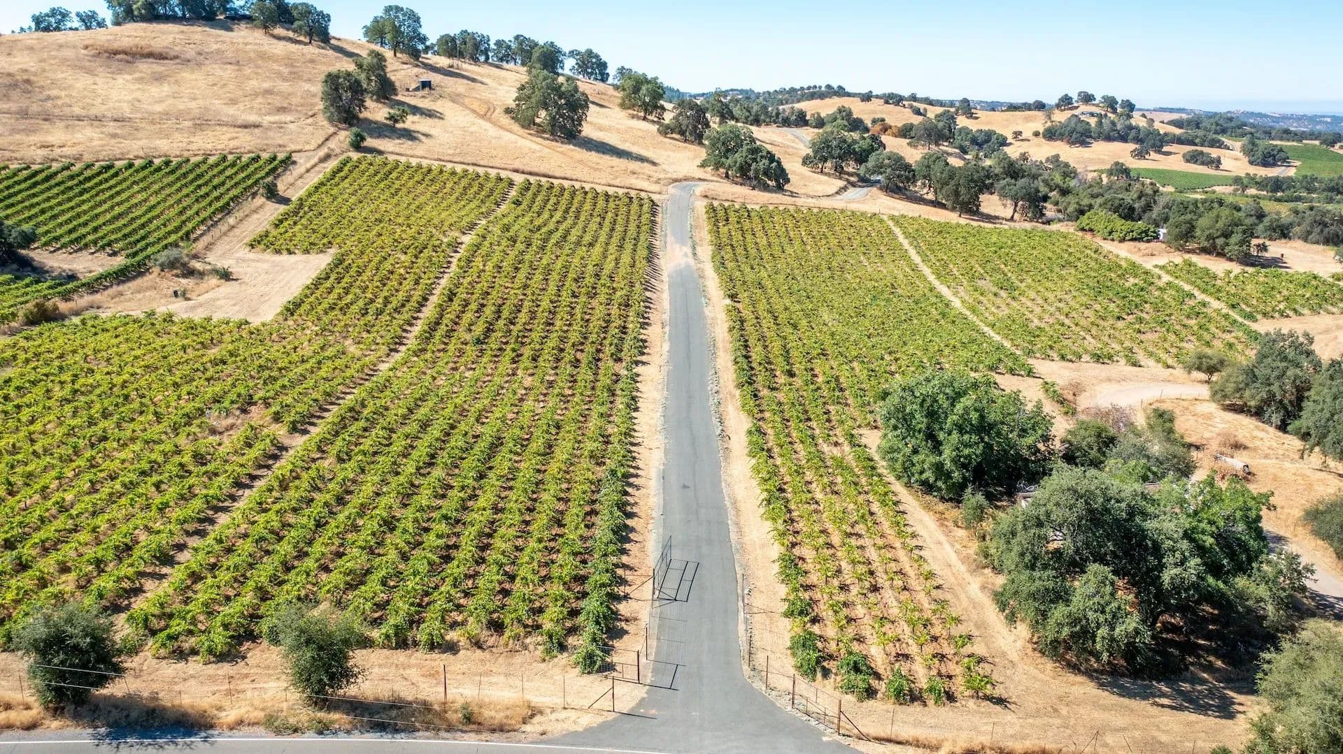 Henry's Vineyard in Plymouth, California - photo 15