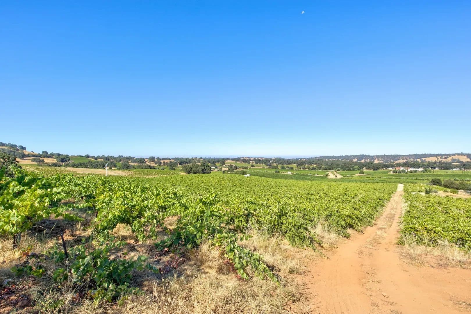 Henry's Vineyard in Plymouth, California - photo 4