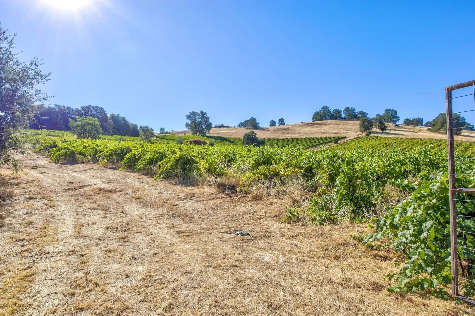 Henry's Vineyard in Plymouth, California - photo 12