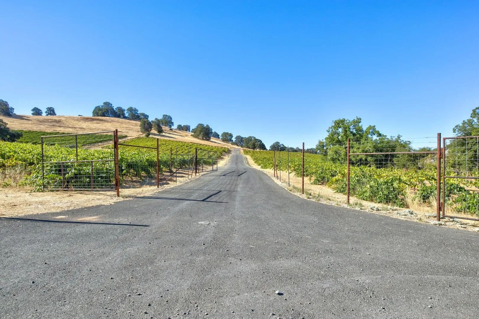 Henry's Vineyard in Plymouth, California - photo 13