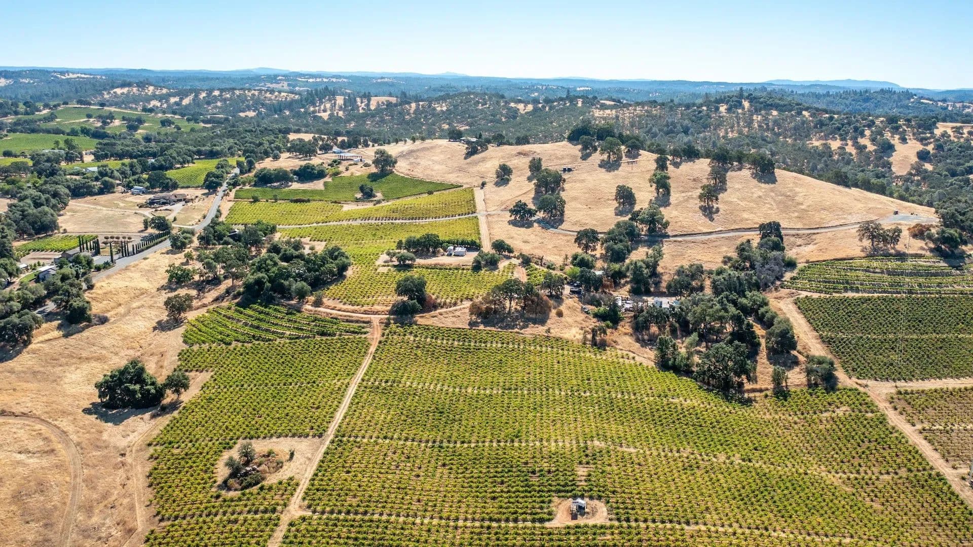 Henry's Vineyard in Plymouth, California - photo 24