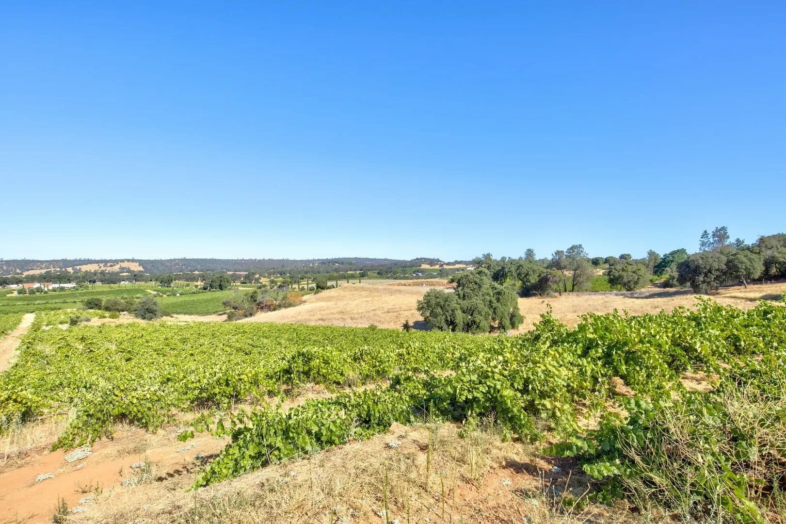 Henry's Vineyard in Plymouth, California - photo 6