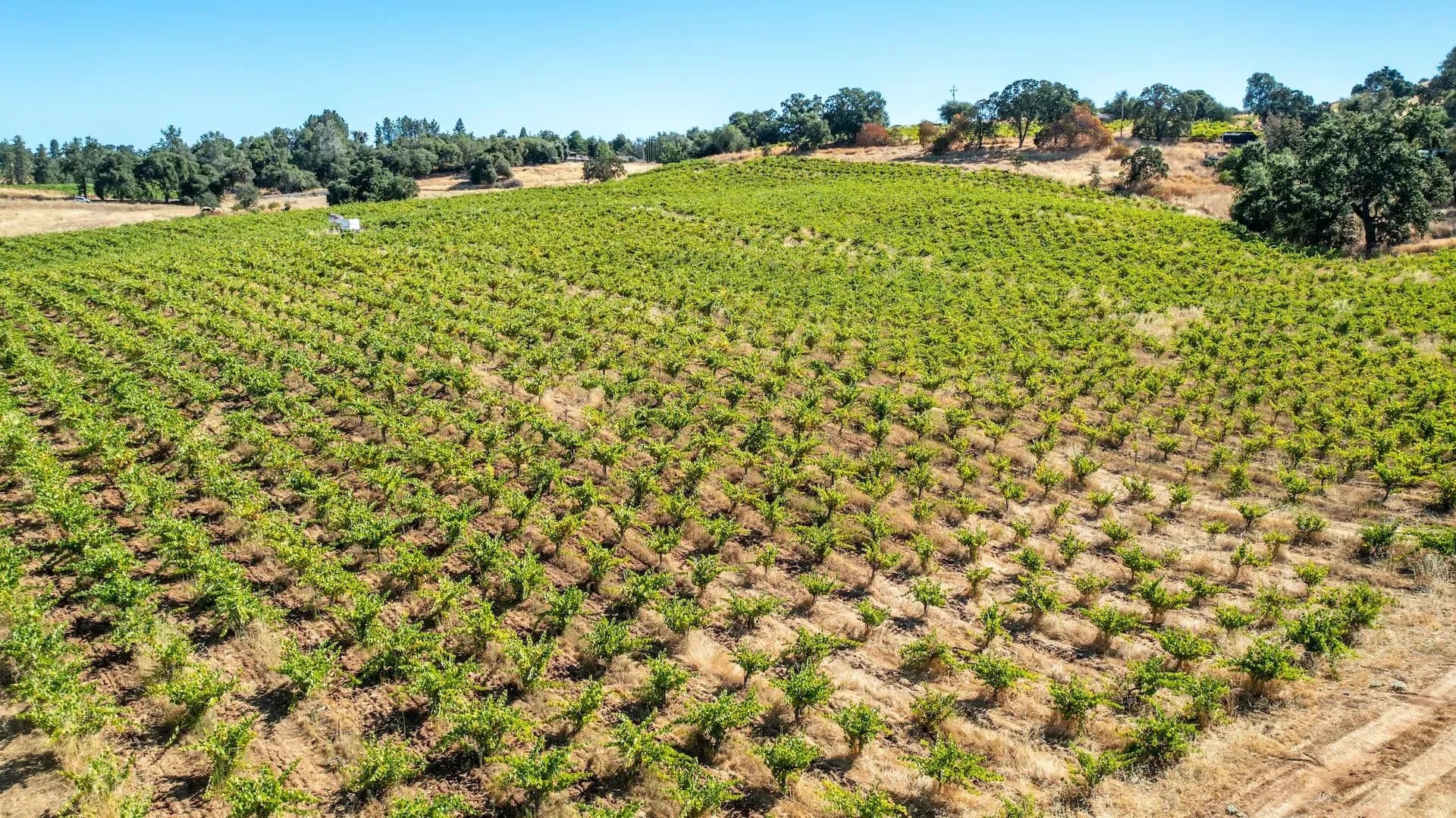 Henry's Vineyard in Plymouth, California - photo 23