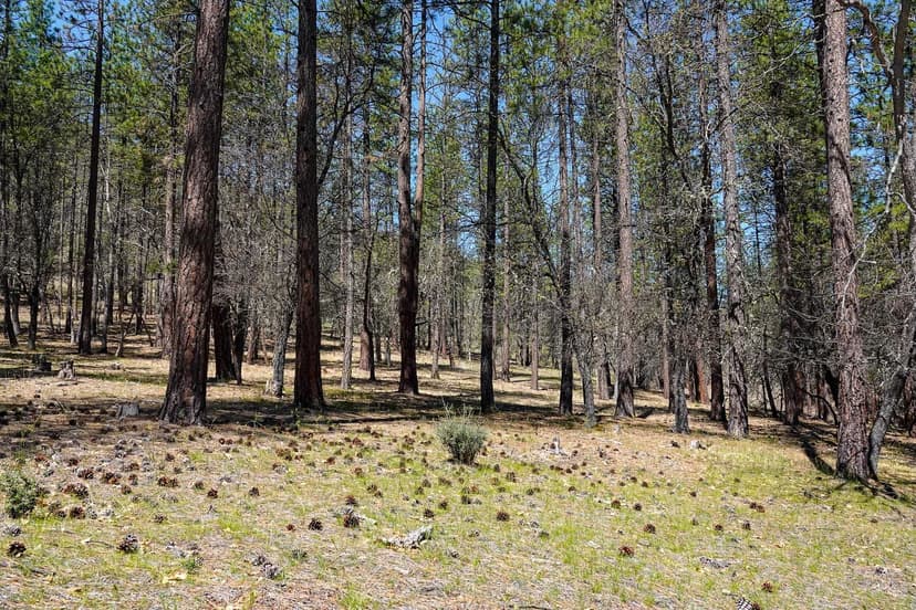 East Road Ragland Gulch Acreage