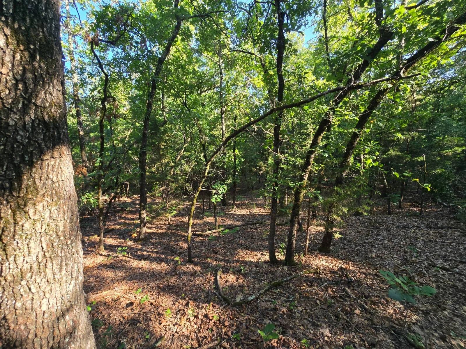 BUZZARD GAP MOUNTAIN RETREAT in Wilburton, Oklahoma - photo 4