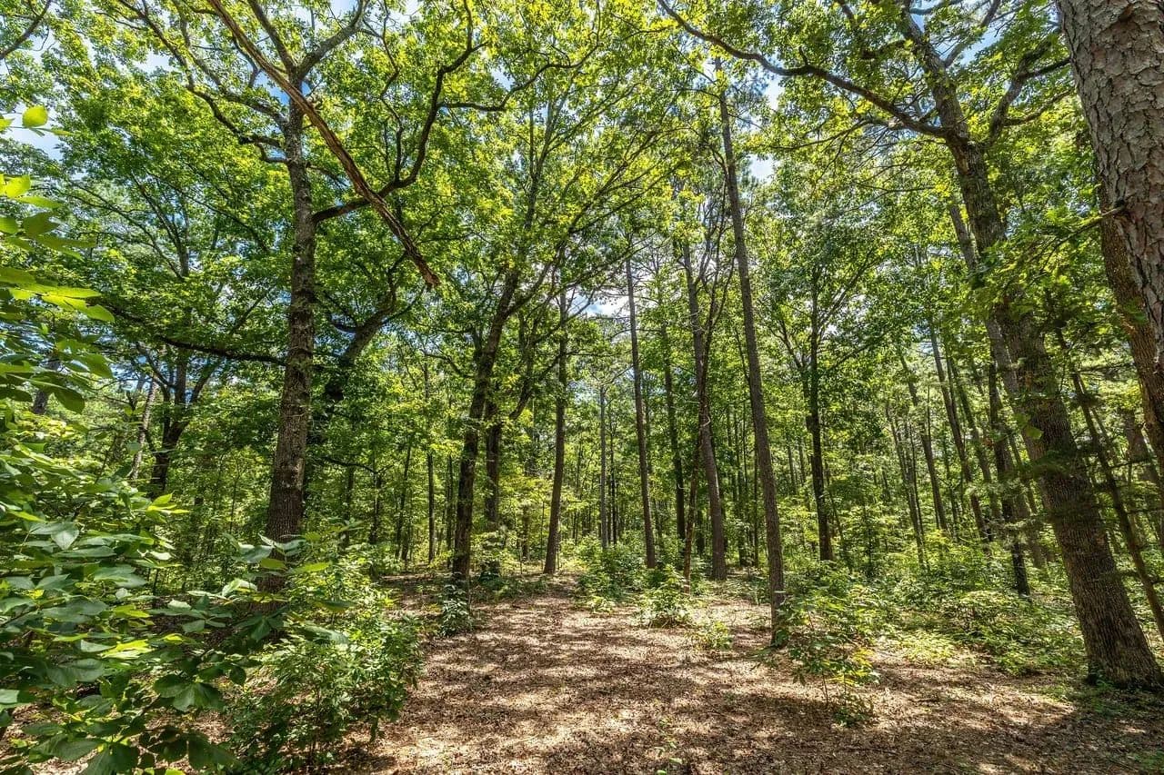 Boulder Pine Hollow in Licking, Missouri - photo 3