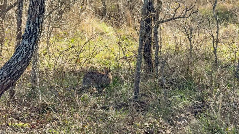 142 Acres in Milam County