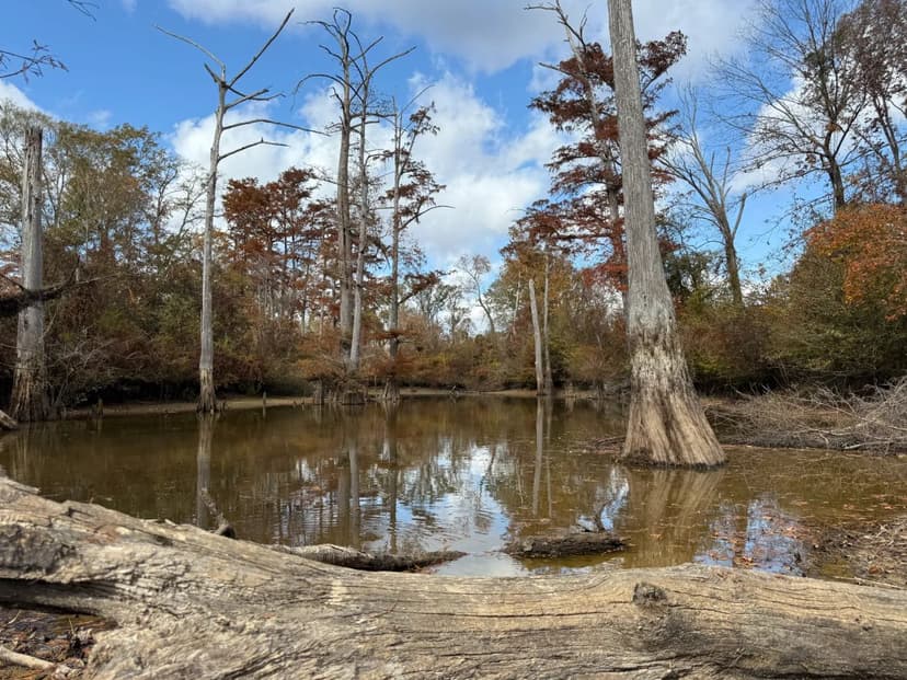 1,304 Acres with a Cabin in Madison County, MS
