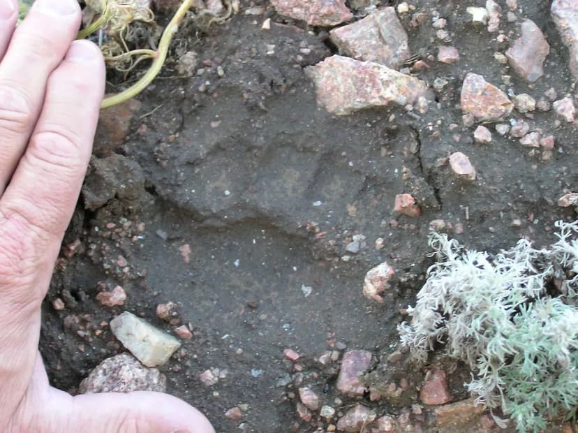 Screamin Eagle Ranch