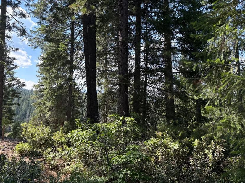 40 Acres Siskiyou 420