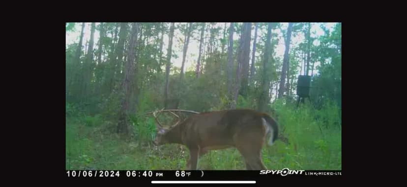 Tattnall Co Longleaf retreat