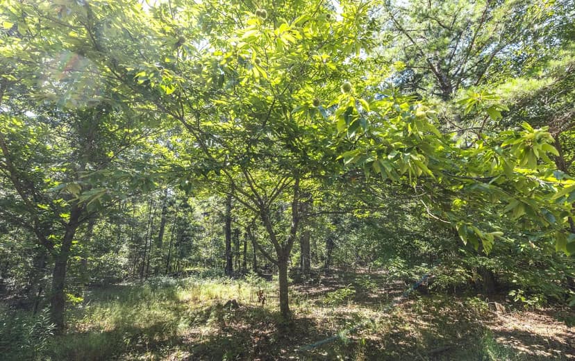 Ozark Wilderness Retreat