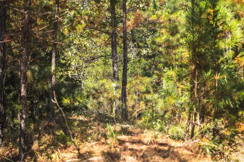 Ashley Creek Road- Tract 2