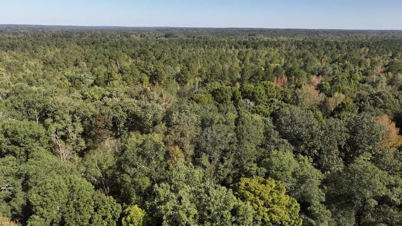 Webster/Choctaw - Big Black River Hunting & Timber Tract – 508 Acres