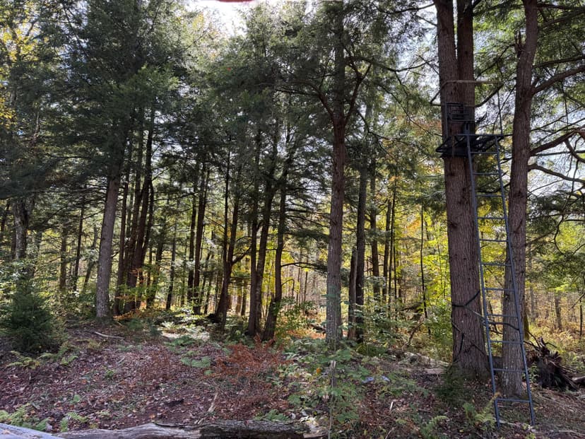 31 acre Base Camp Hunting Land Oppenheim NY