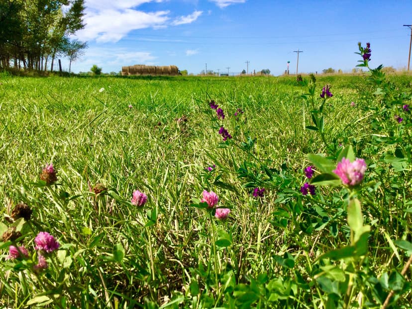 Roots and Horizons on Productive Land