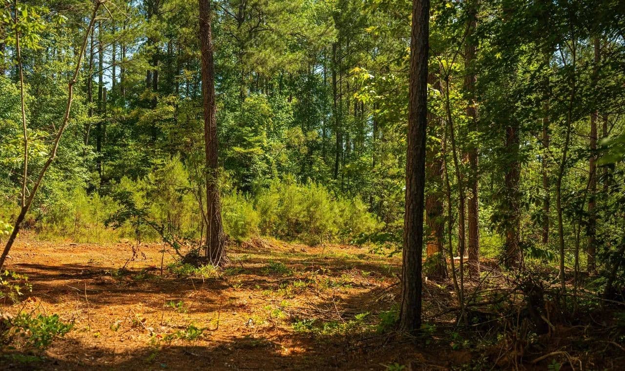 Grey Hill | 33 Acres in Bibb County, AL - West Blocton, Alabama, 35184