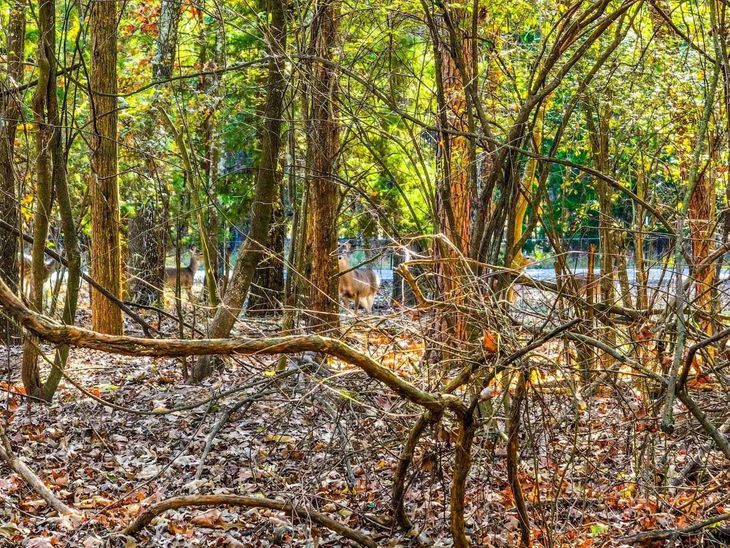 Land -Single Family Acreage in Mt Vernon - Mt Vernon, Texas, 75457