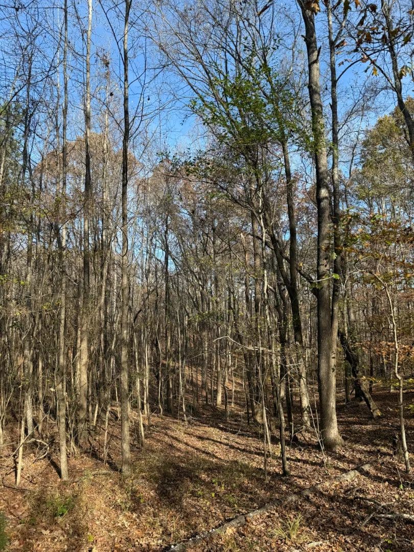 73.5 Acres with a Cabin in Choctaw County, MS