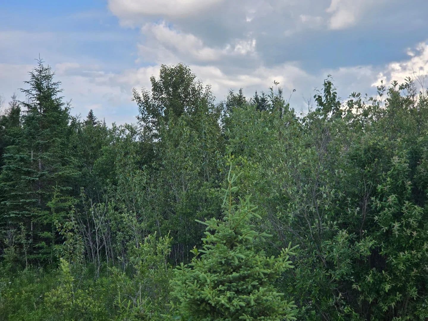 Lots & Land-Other in Blackduck - Blackduck, Minnesota, 56630