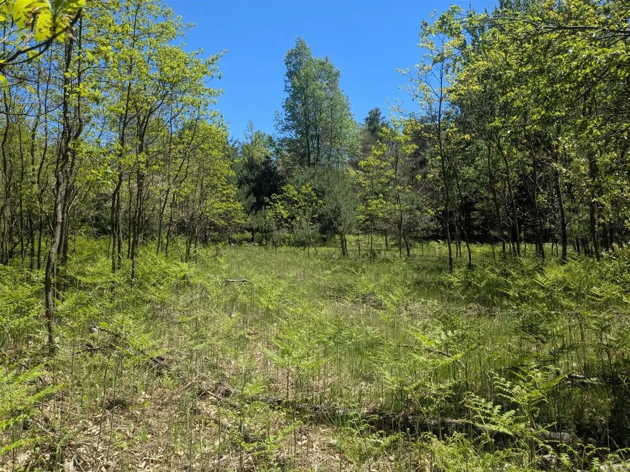 Property from 40ac V/L Clements - KW - Kaleva, Michigan, 49645