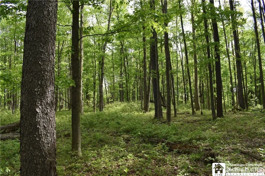 79.45 Acres of Land for Sale in Perrysburg, NY - Perrysburg, New York, 14129