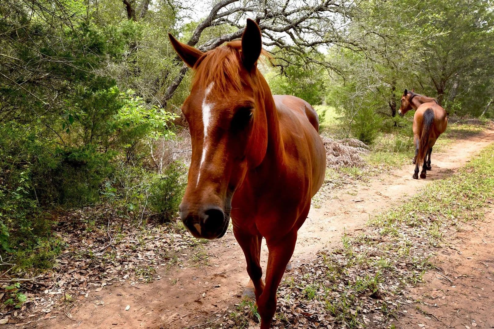 Land -Single Family Acreage in Weimar - Weimar, Texas, 78962