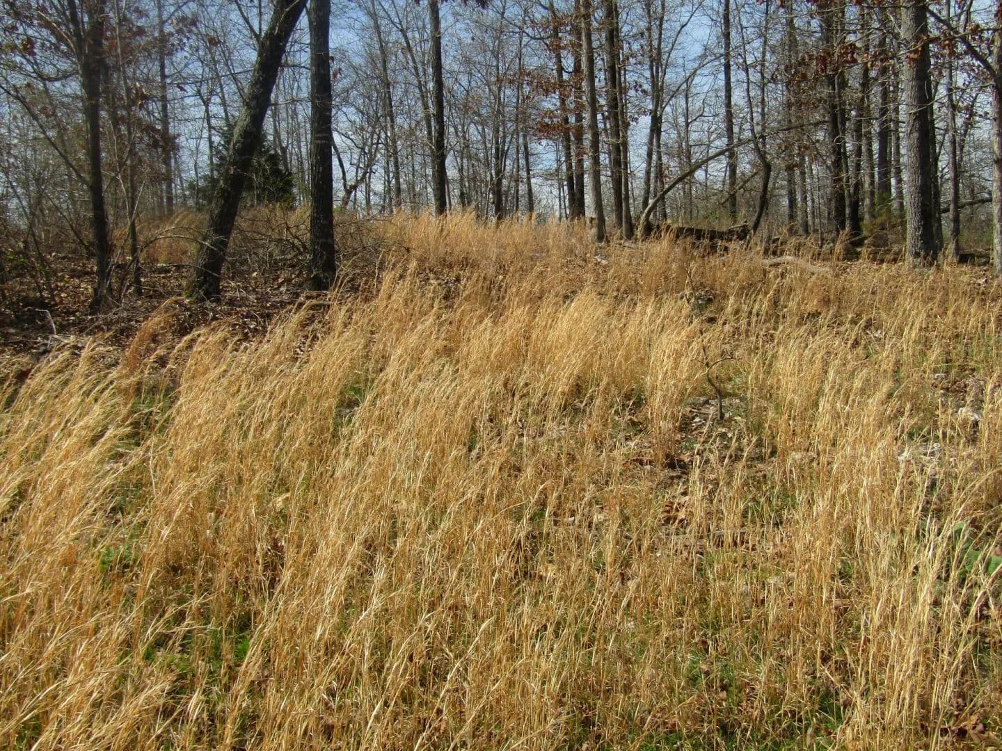 5.53 Acres of Land for Sale in West Plains, MO - West Plains, Missouri, 65775