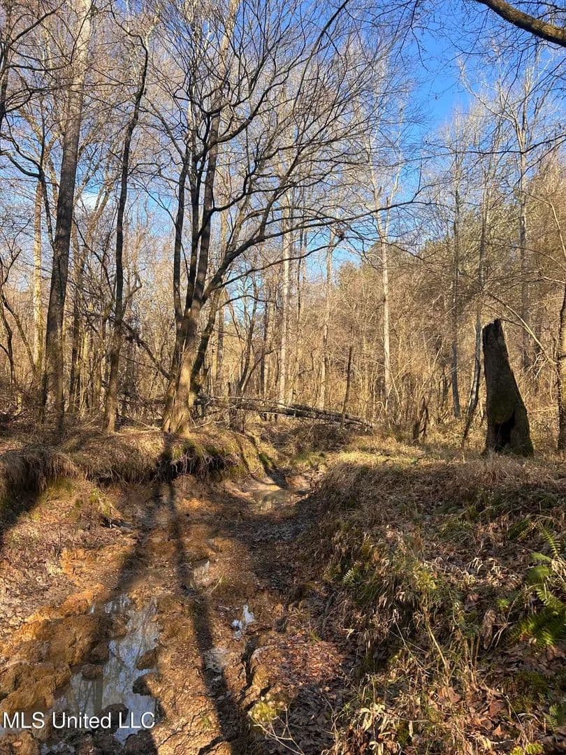 36.84 acres near Wesson, Mississippi in Wesson, Mississippi - photo 6